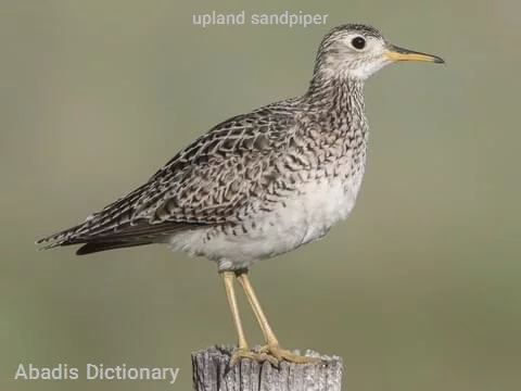 upland sandpiper